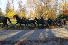 IMG_20251105_090710064