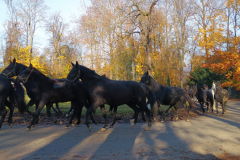 IMG_20251105_090729160