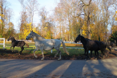 IMG_20251105_090734034