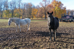 IMG_20251105_094758698