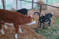 IMG_20251010_093234040 IMG_20251010_093234040