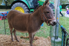 IMG_20251010_093317586 IMG_20251010_093317586